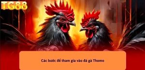 Đá gà Thomo trực tiếp